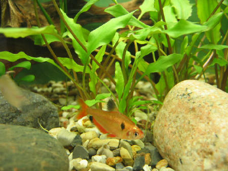 &copy; Zierfischfreunde Immenhausen-Holzhausen HYPHESSOBRYCON CALLISTUS